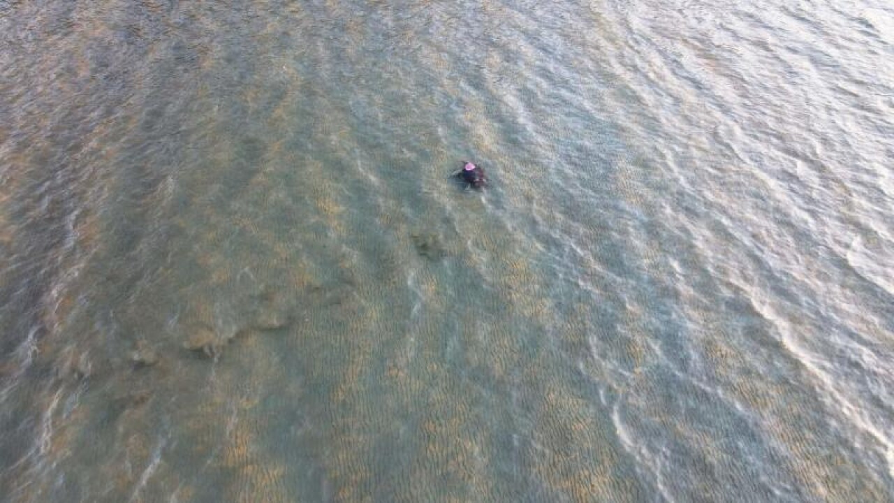 3 deniz kaplumbağası mavi sulara bırakıldı