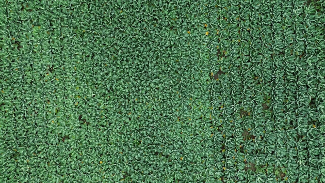 Bafra Ovası'nda 13 bin ton brokoli rekoltesi bekleniyor