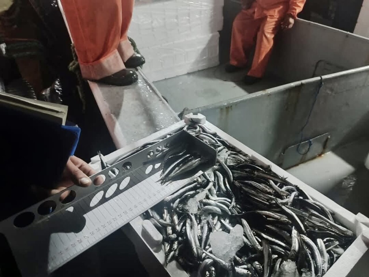 Boy sınırının altında avlanan 10 ton hamsiye el konuldu! Peki avlamak için hangi balık hangi boyda olmalı?