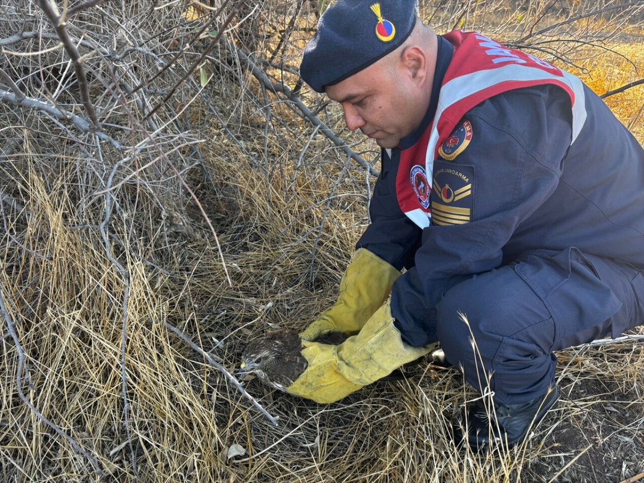 Burdur'da yaralı boz şahini jandarma ekipleri kurtardı