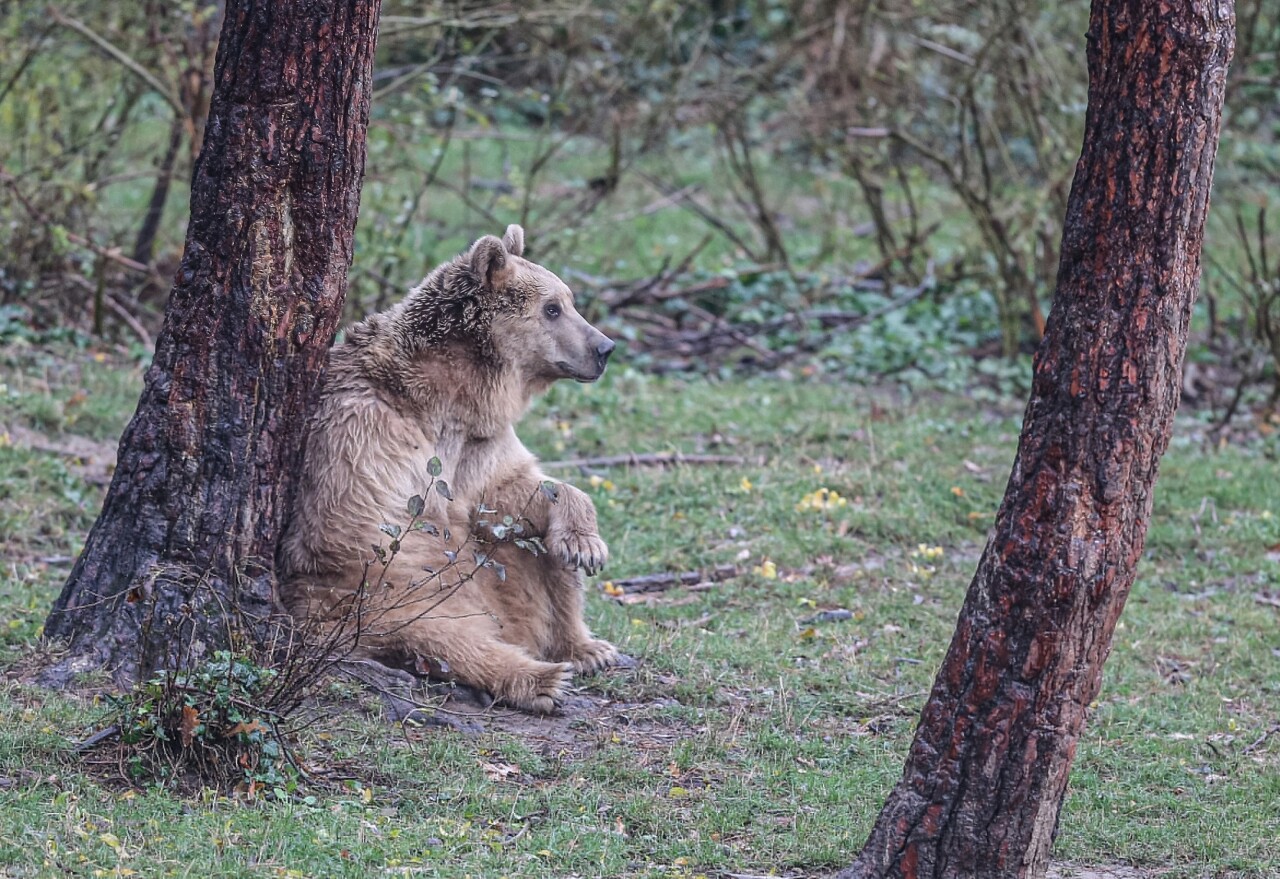 Bursa'daki ayı barınağının sakinleri "kış uykusu"na hazırlanıyor