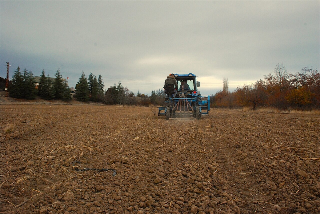 Çoğaltılan ata tohumları bölge çiftçisinin hizmetine sunuluyor