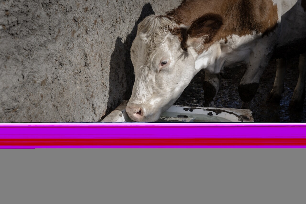 Kütahyalı kuzenler, hayvanlarla olan bağlarıyla görenlerin içini ısıtıyor