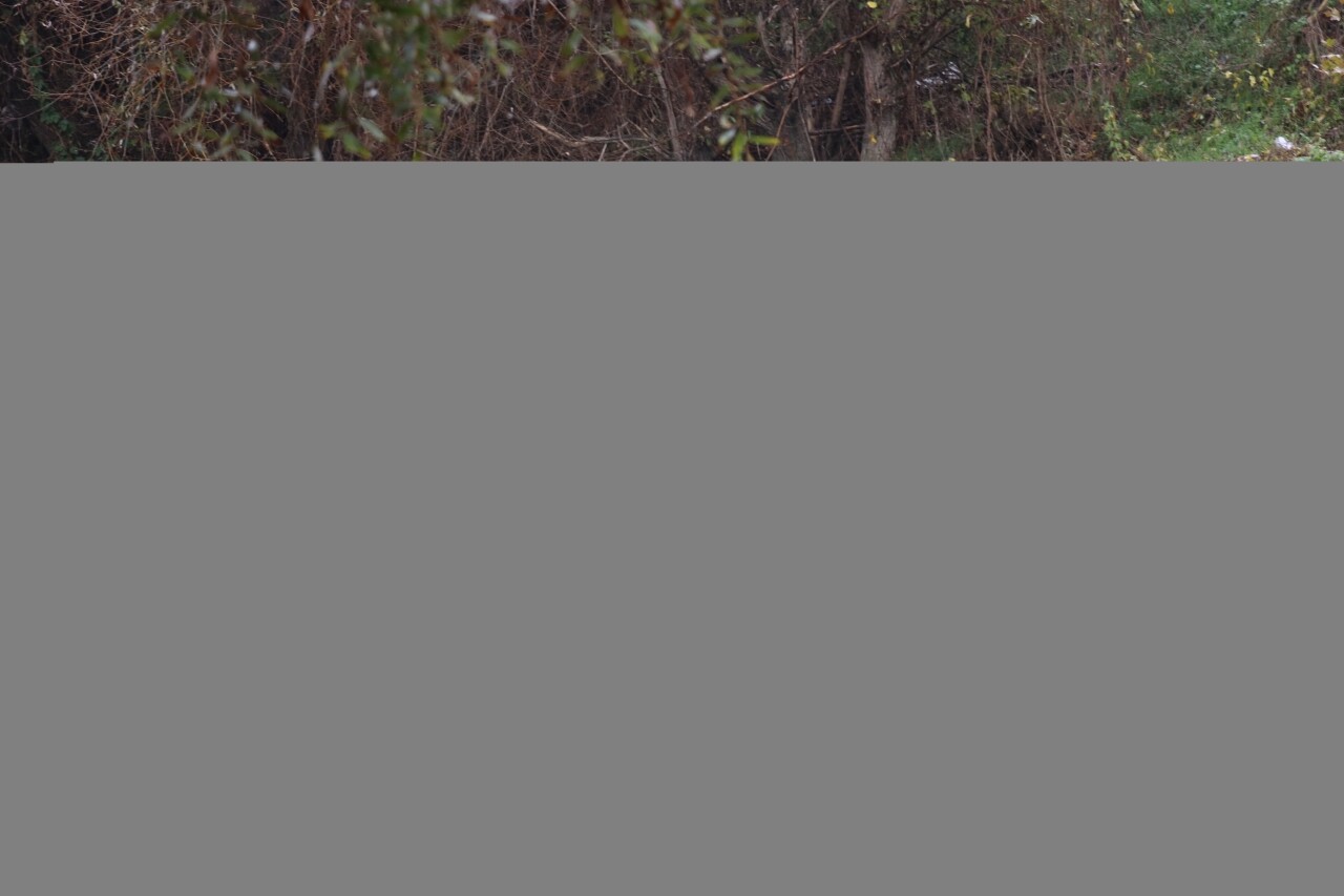 Nehre düşen aracın sürücüsü kazadan yara almadan kurtuldu