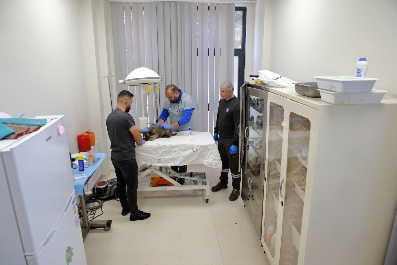 Sahipsiz ve yabani hayvanlar belediyenin tesisinde tedavi görüyor
