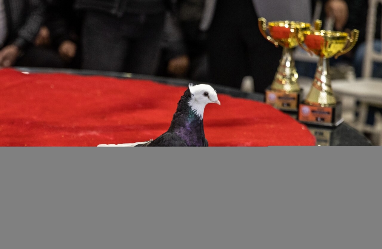 Sakarya’da güvercinler derece yapmak için yarıştı