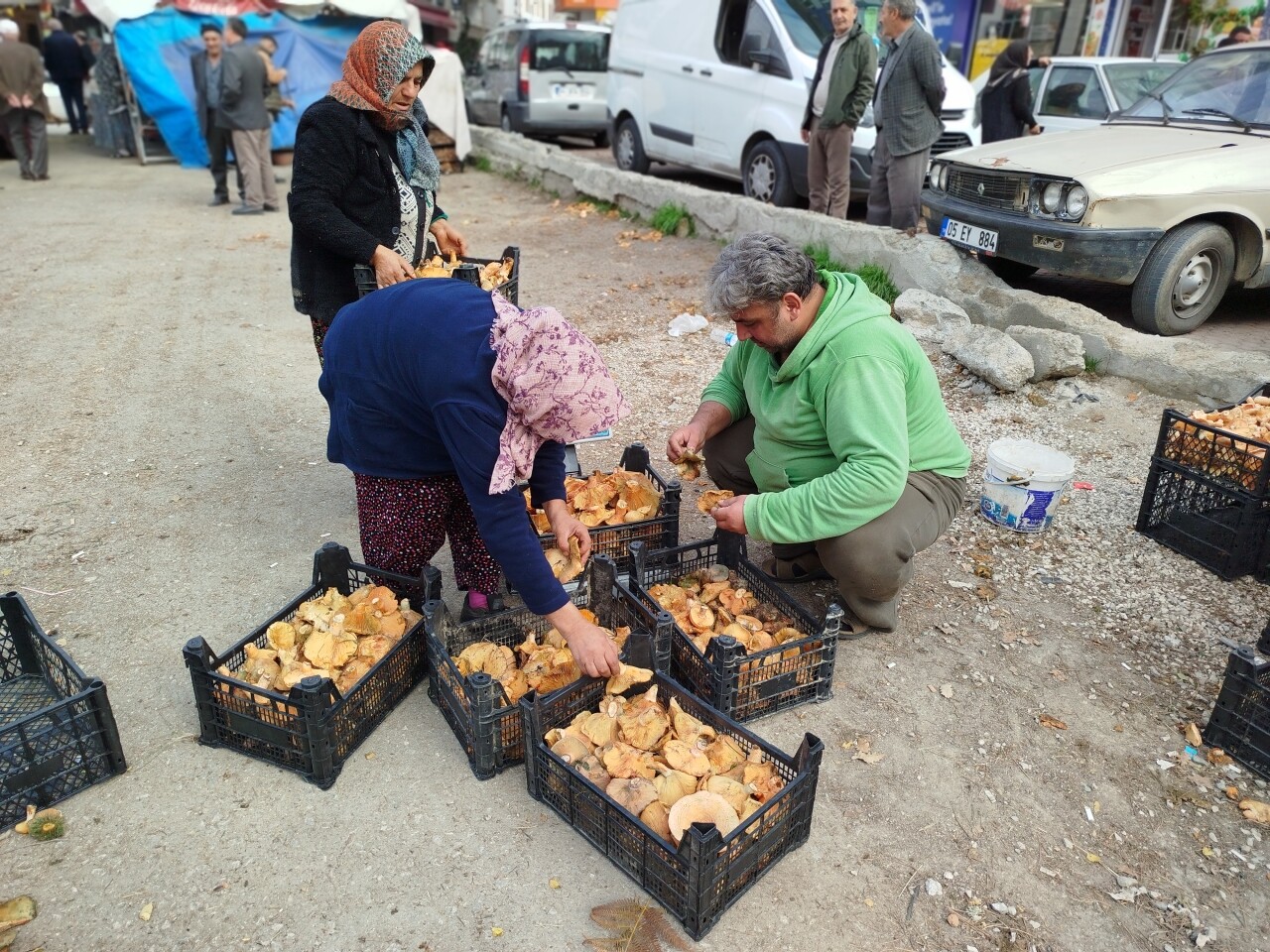 Sinop'ta toplanan mantarlar Türkiye'nin farklı kentlerine gönderiliyor