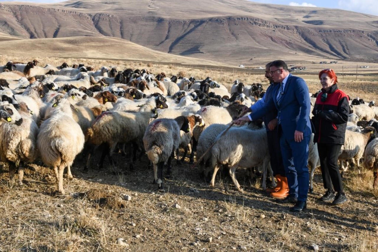 Van'da 2 bin çiftçiye 200 bin koyun verildi