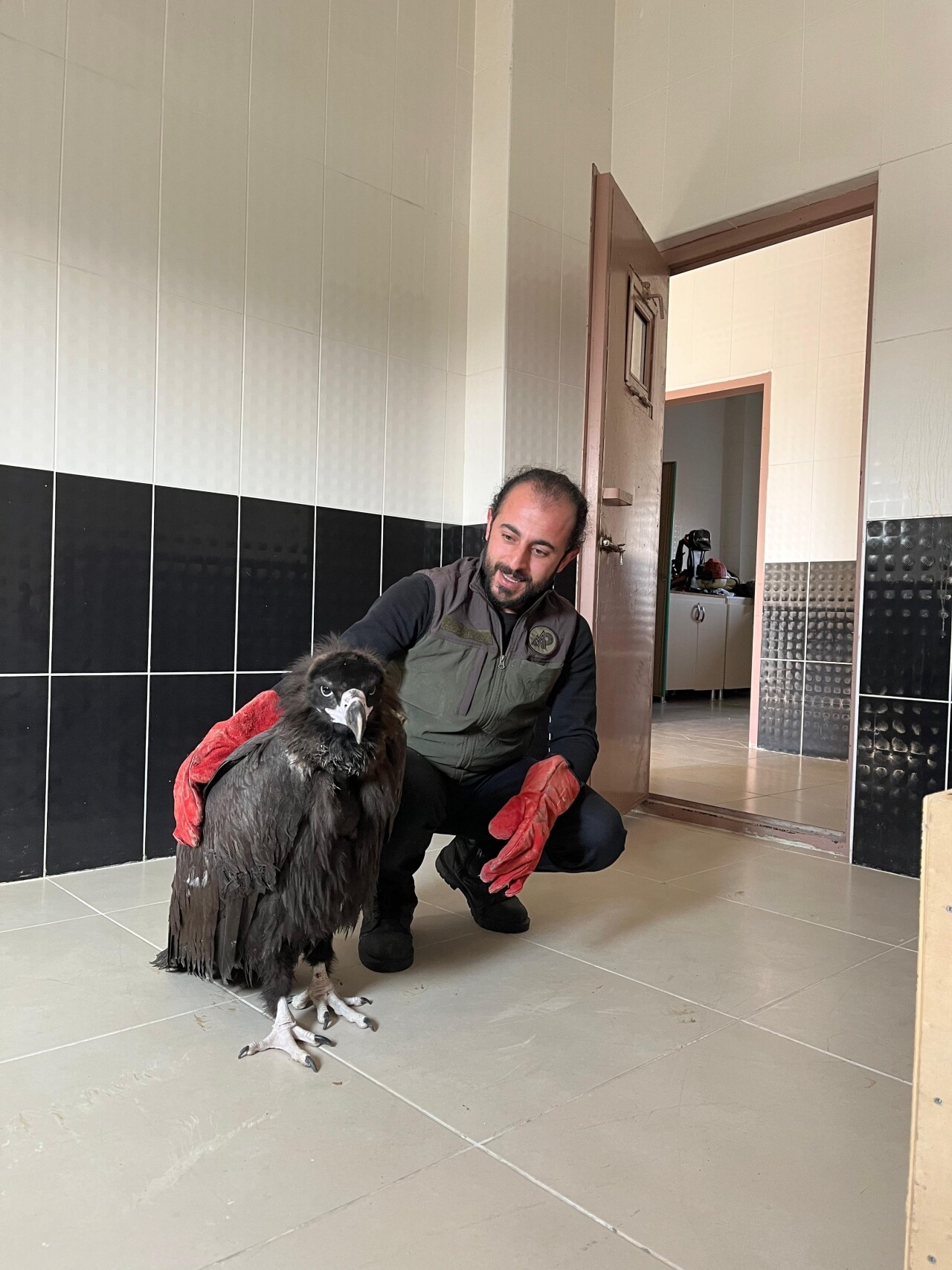 Yaralı bulunan kara akbaba tedaviye alındı