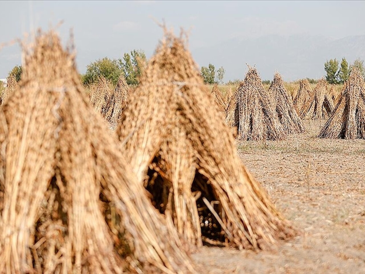 Manavgat susamı otellerin mutfaklarını lezzetlendiriyor