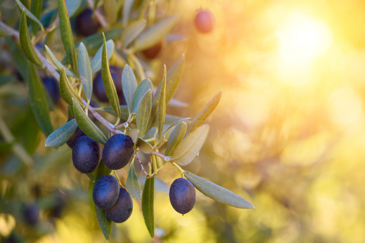 Türkiye 120 ülkeye 506 milyon dolarlık altın sıvı ihraç etti