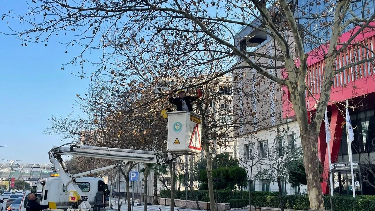Manisa Mimar Sinan Bulvarı’ndaki çınar ağaçlarına kış bakımı yapıldı