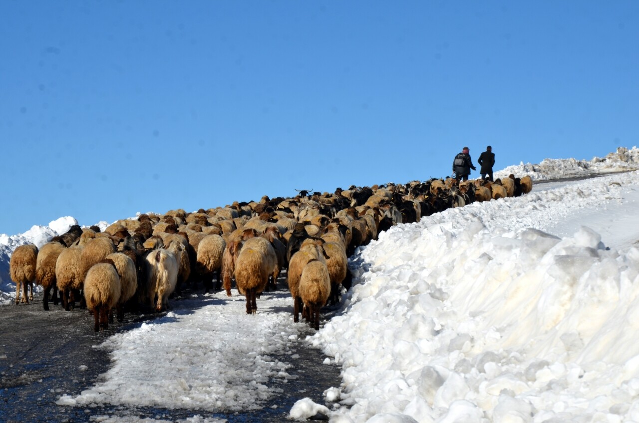 Muş'ta tipi nedeniyle sürüleriyle yolda mahsur kalan besiciler kurtarıldı