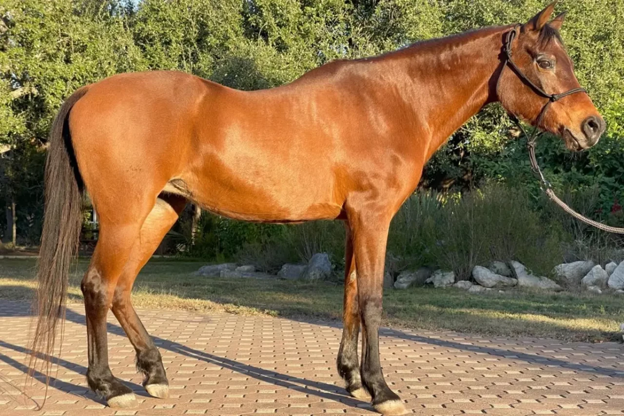 Dünyanın En Yaşlı Arap Atı, 36 Yıl Sonra Hayatına Veda Etti