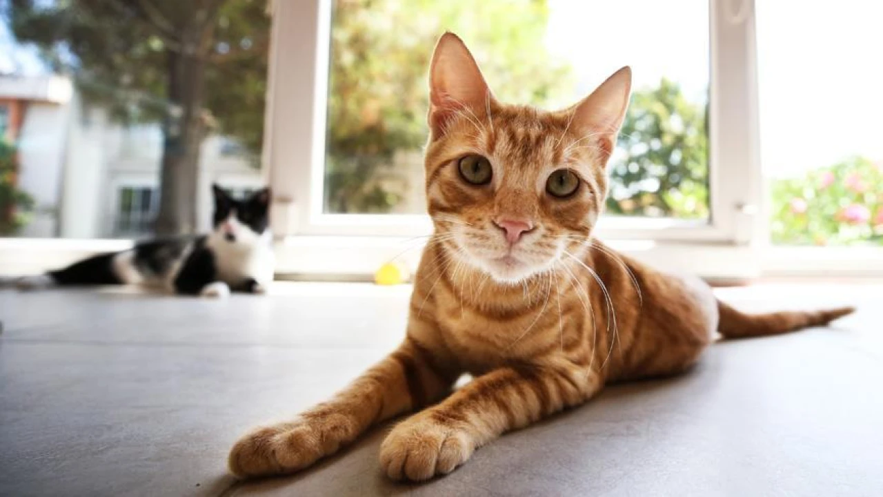 Uçağın Kargo Bölümünde Unutulan Kedi 24 Saatte 3 Uçuş Yaptı