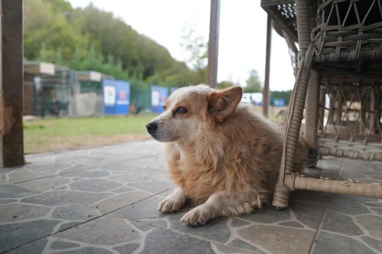 Bir kap mama, bir dünya sevgi: NaturalNest ve Etkin Eczacılık Derneği’nden anlamlı proje