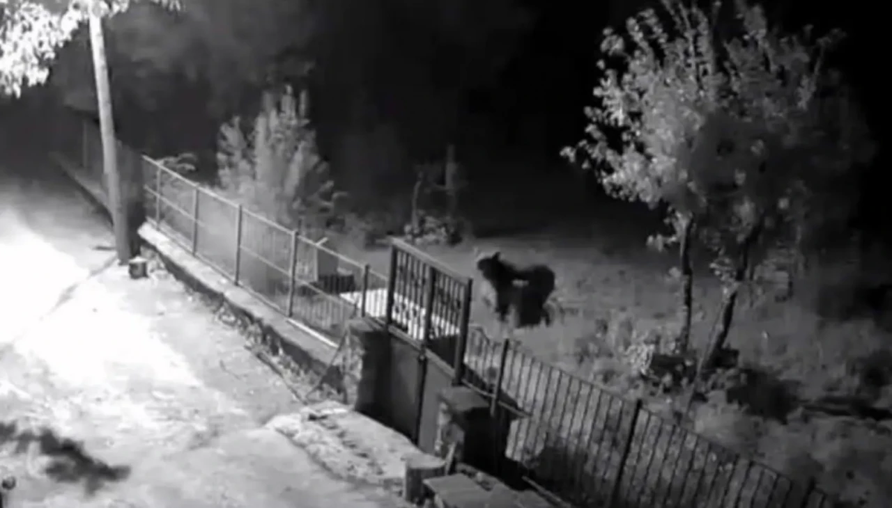 Kemaliye’de ayı paniği: vatandaş elektrik direğine çıkarak kurtuldu