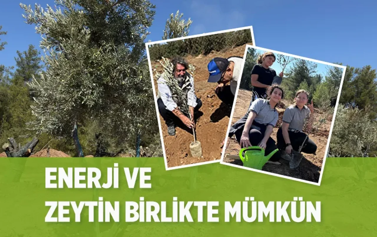 Bilimsel yöntemle taşındı, üç katı kadar dikim yapıldı