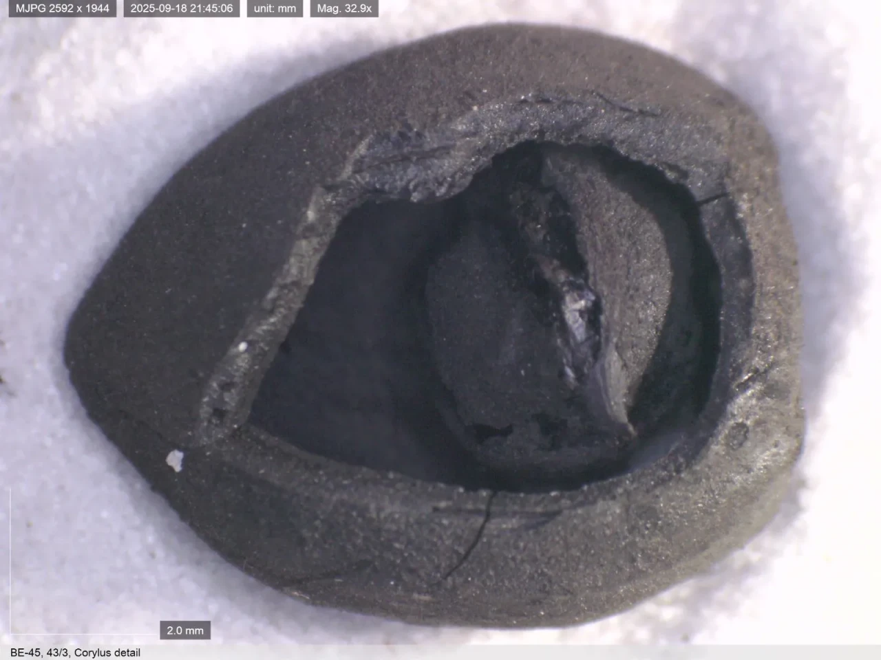 Anadolu sofra kültürüne ışık tutan 8600 yıllık ekmek ve nohut bulundu