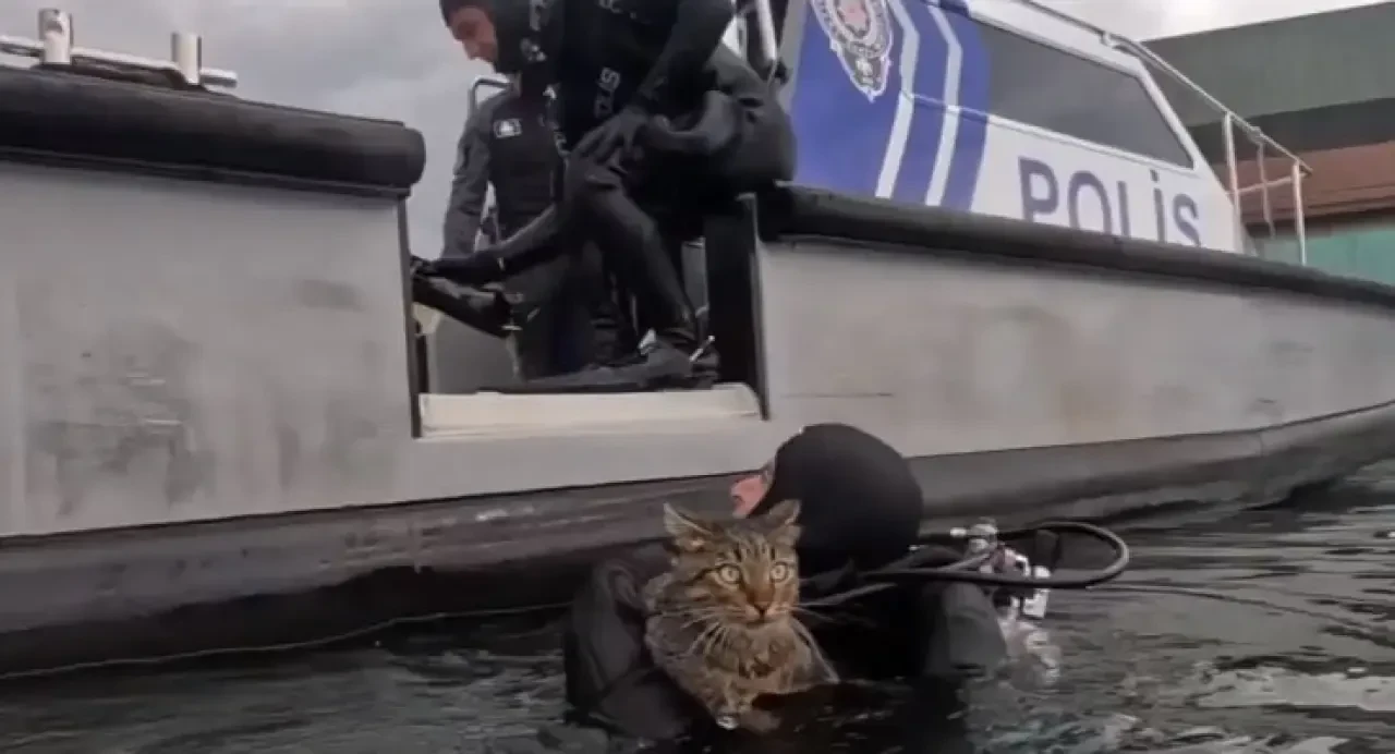 Haliç’te mahsur kalan kediye nefes oldular! Dalgıç polisler seferber oldu