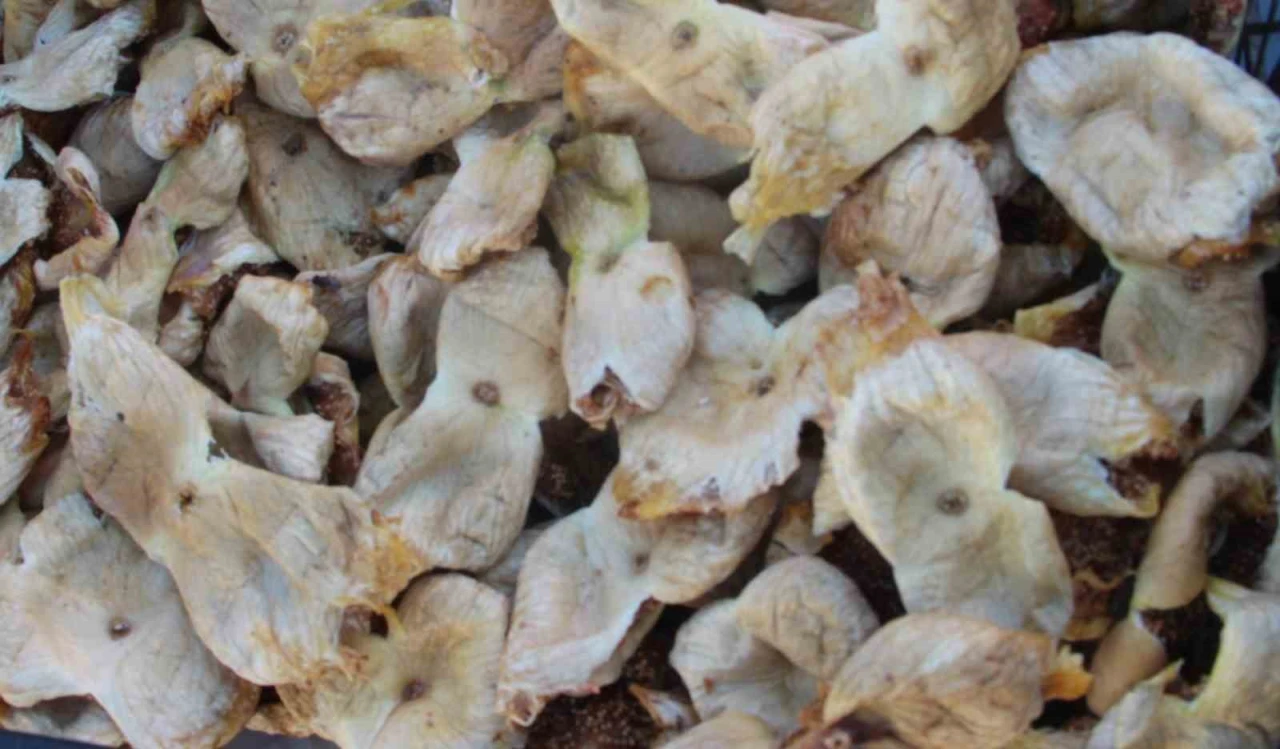 Mersin'de incir hasadı mutlu sonla bitti: Fiyatlar üreticiyi sevindirdi!