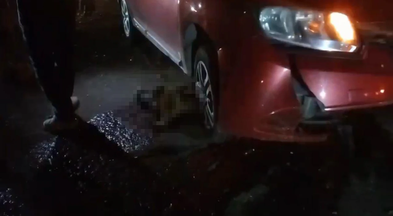 Yolda doğum yapan manda, yavrusuyla otomobil altında kalarak telef oldu