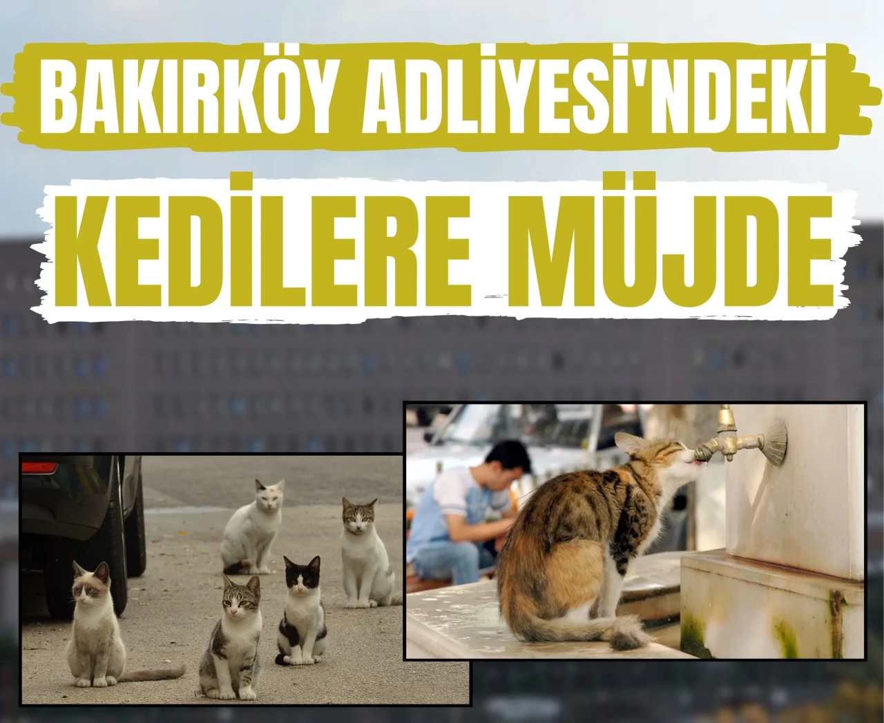 Kamu düzeni ve merhamet bir arada: Bakırköy’ün kedileri yeni yuvaya kavuşuyor