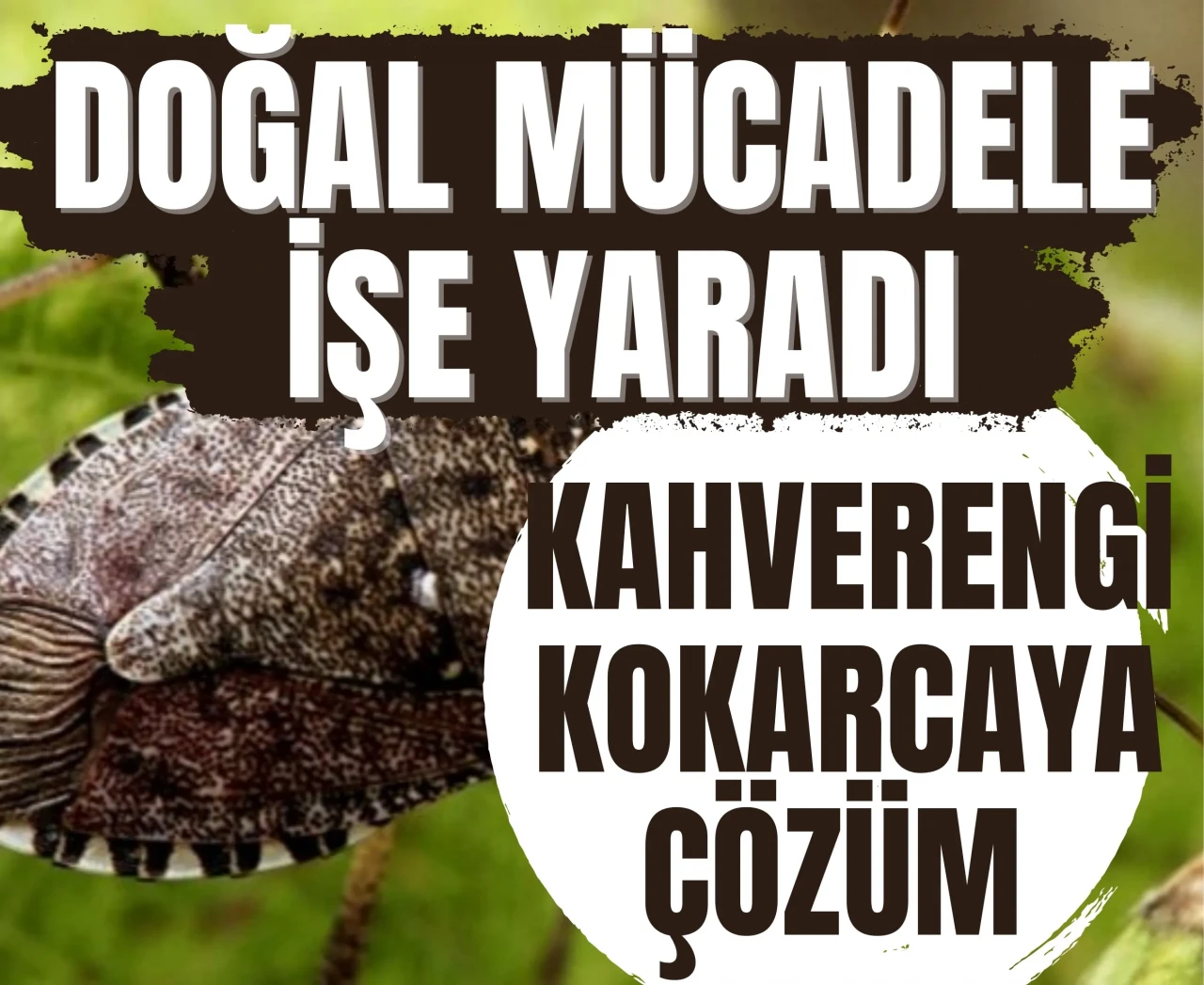 Doğal mücadele işe yaradı: Trabzon'da kahverengi kokarcaya çözüm bulundu!