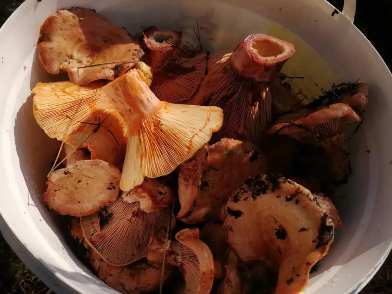 Görünüşe aldanmayın: Ölümcül mantarlar gizleniyor!