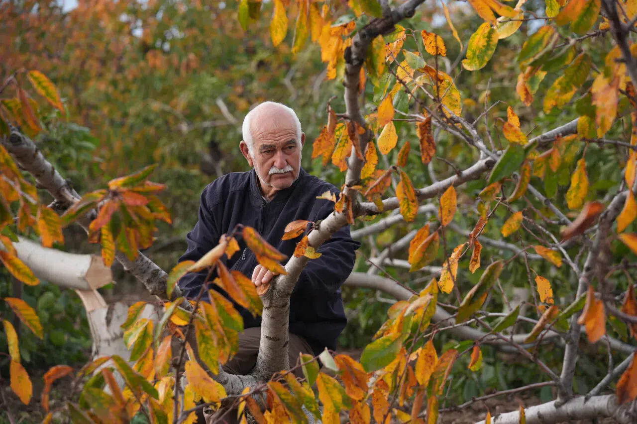 İzmir’de 70 yaşındaki çiftçinin 20 yıllık emeğini yok ettiler!