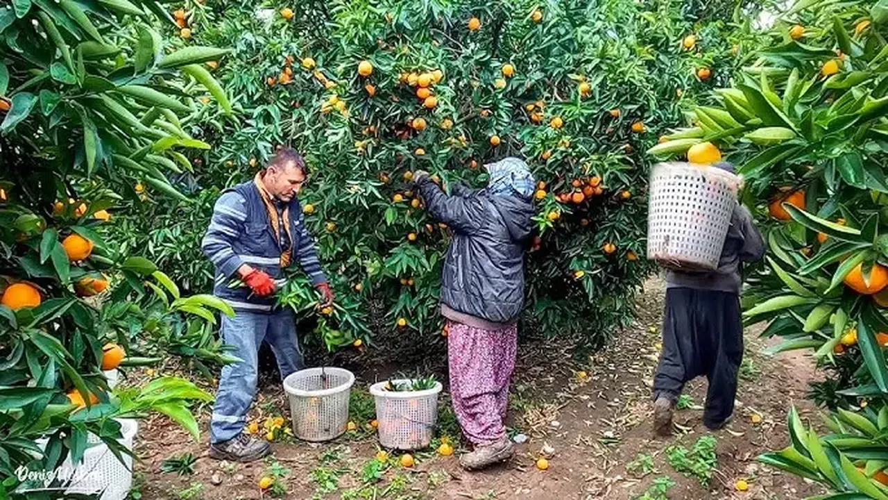 Verimi yükselen Satsuma mandalinası sezona damga vurdu