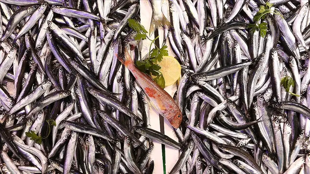 Karadeniz’in hamsisi dünya pazarında göz dolduruyor!