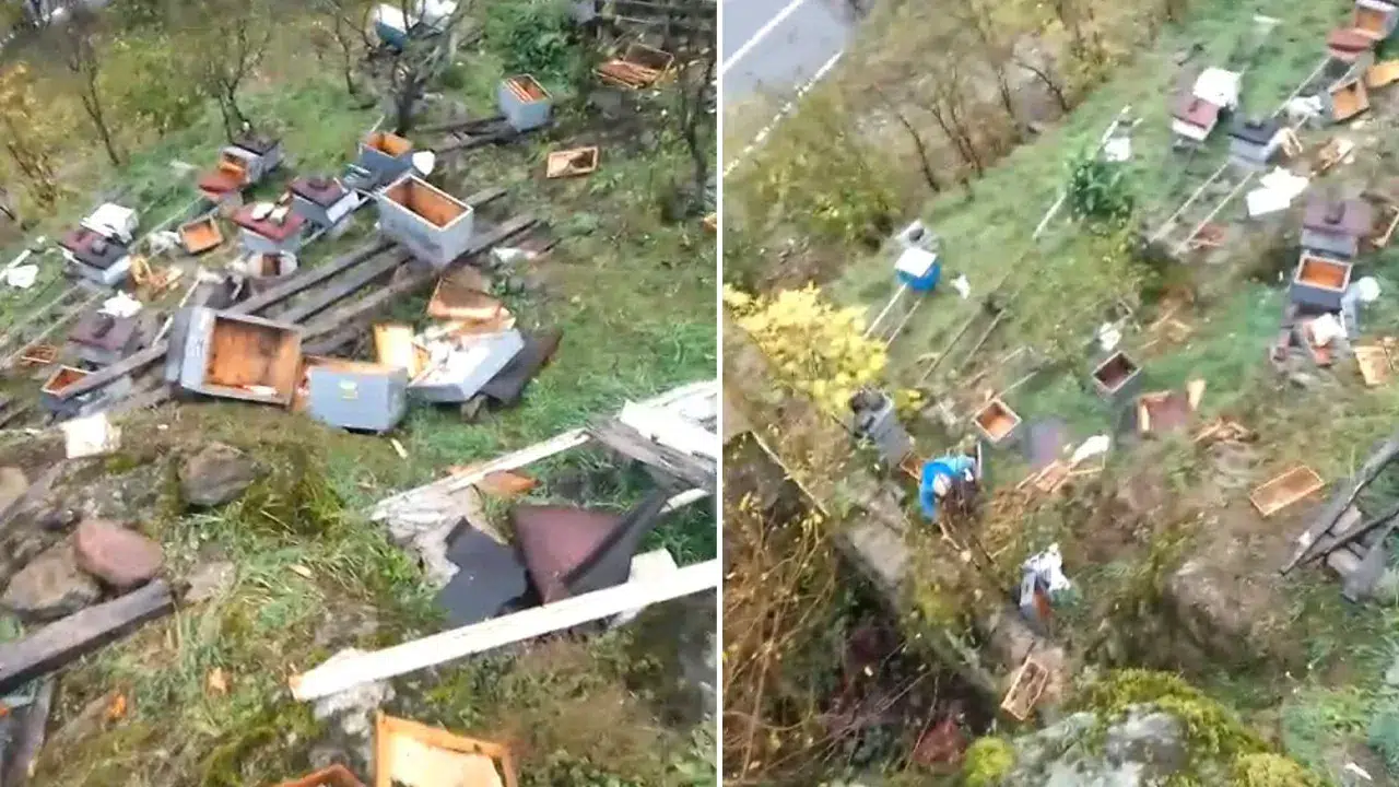 Trabzon’da ayı saldırısı krizi! Kovanlar gitti, umutlar yıkıldı...
