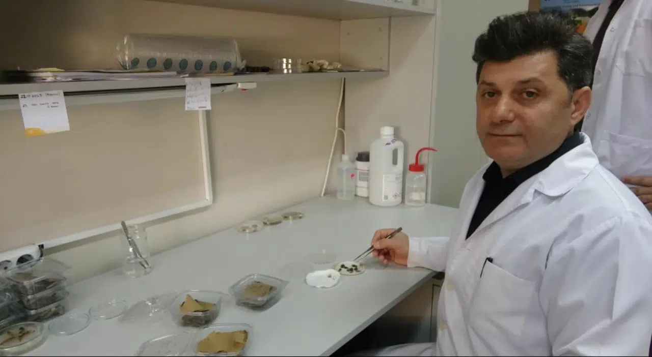 Trabzon’da kokarcaya karşı yeni hamle: Zehirli mantar dönemi başlıyor