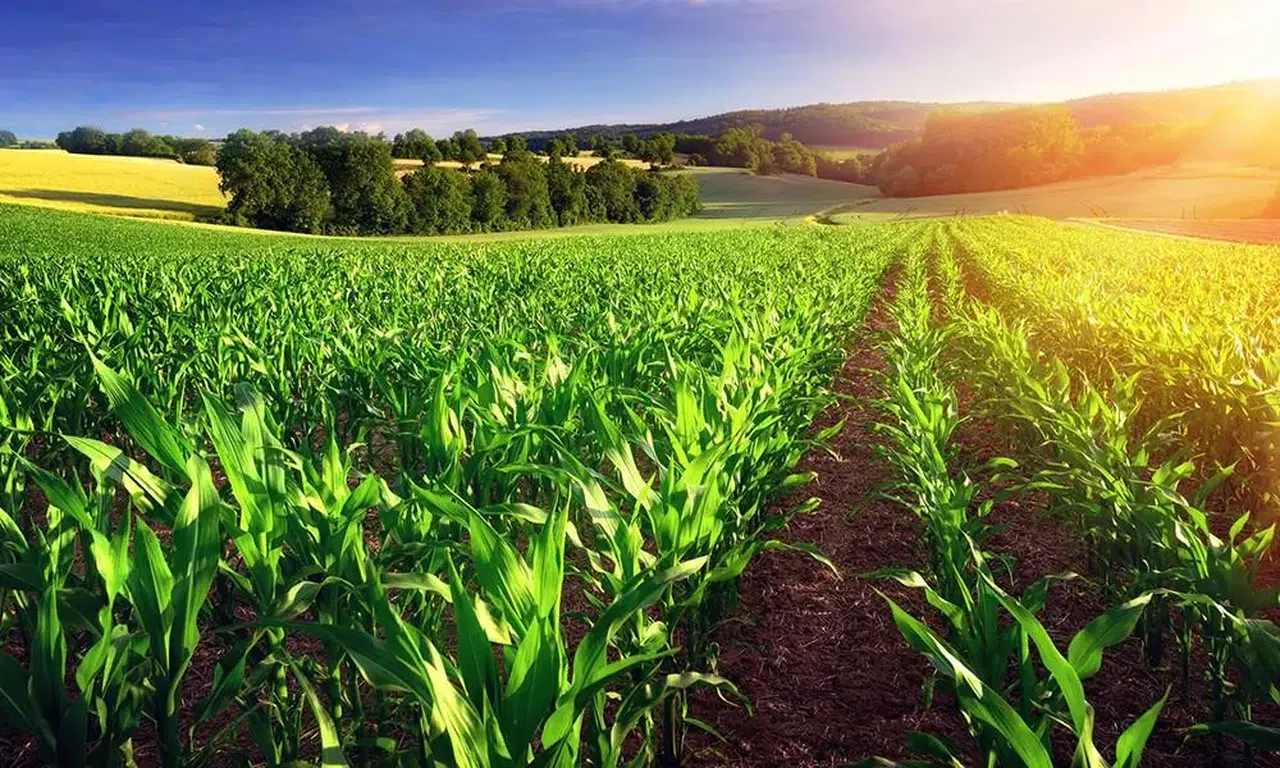 Tarımda güncel durum: Mardin’in bitki sağlığı raporu yayınlandı!