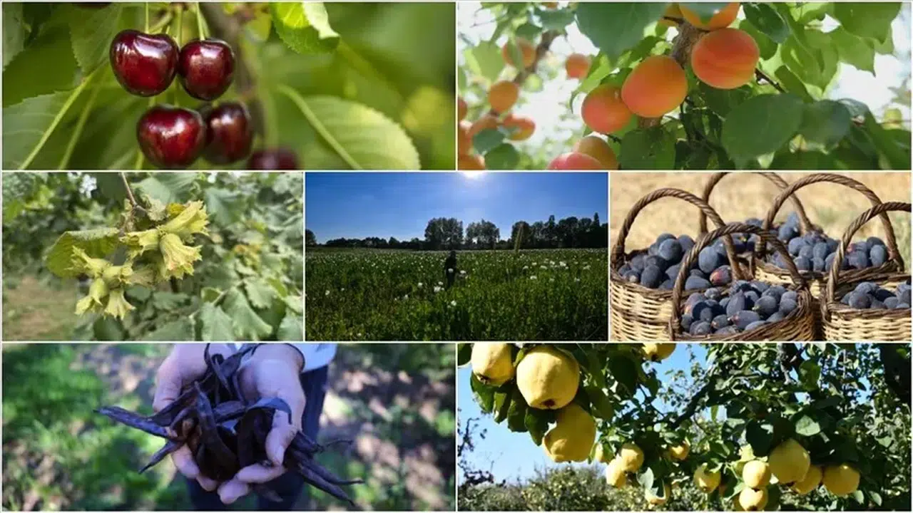 Türkiye tarımda 7 üründe dünya lideri oldu