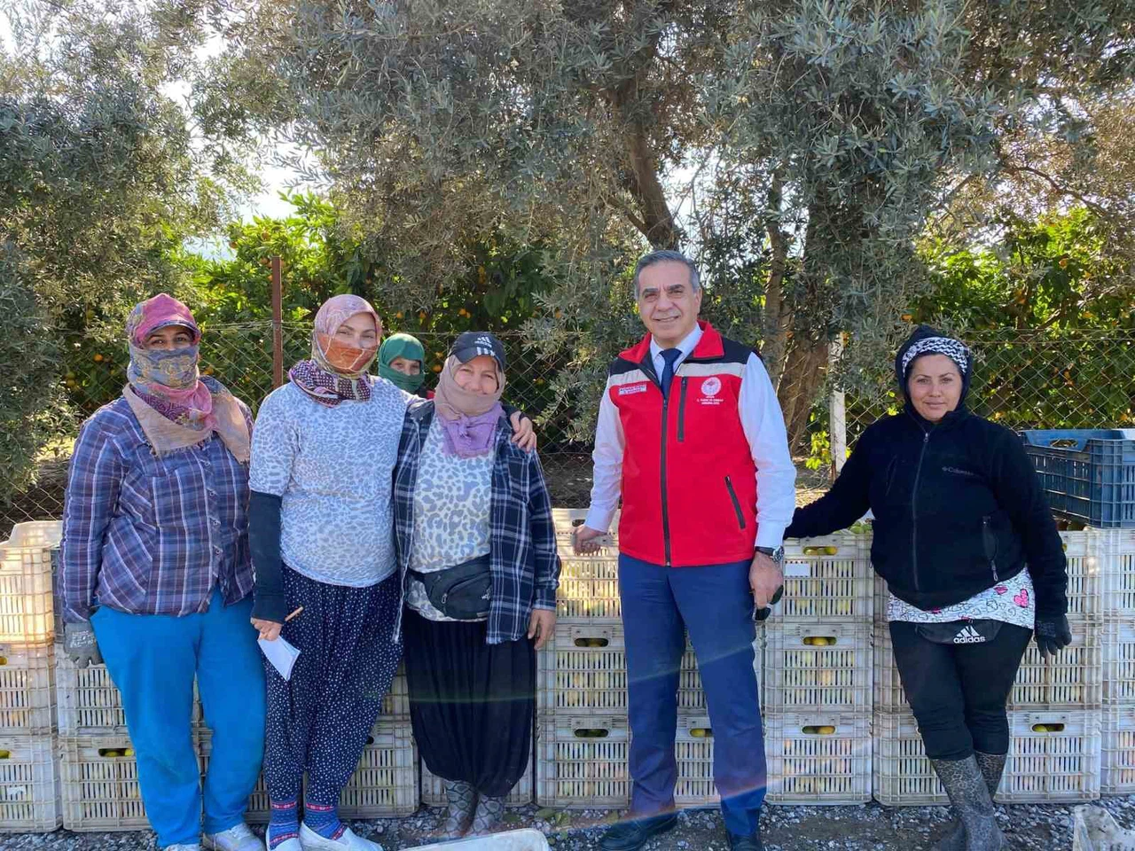 Aydın’da mandalina dönemi başladı: Hasat mevsimi coşkuyla açıldı!