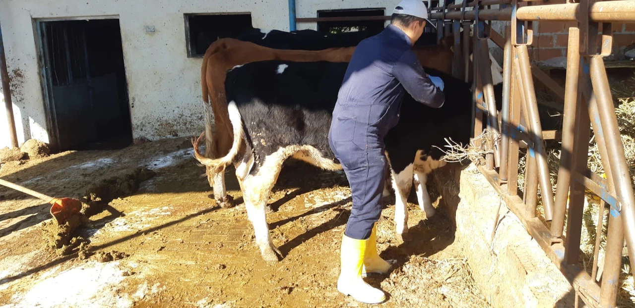Karacasu'da ekipler sahada: Şap hastalığına karşı büyükbaş aşılama sürüyor!