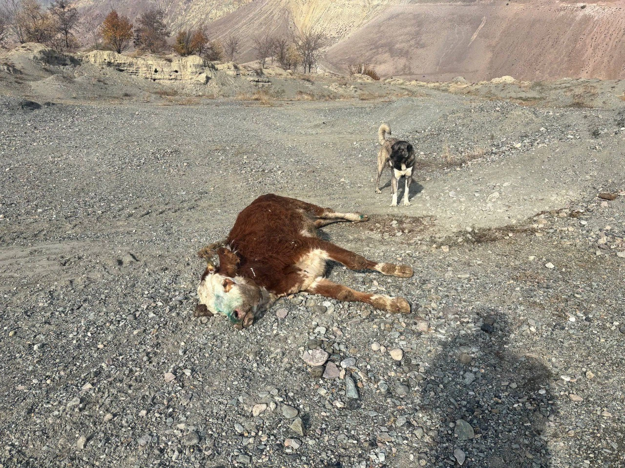 Başpınar köyünde şap paniği: Meraya atılan hayvanlar kriz yarattı!