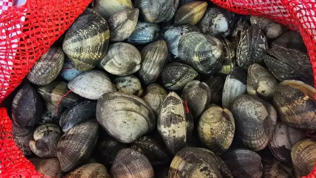 Kaçak midye baskını: Sürücüye rekor ceza!