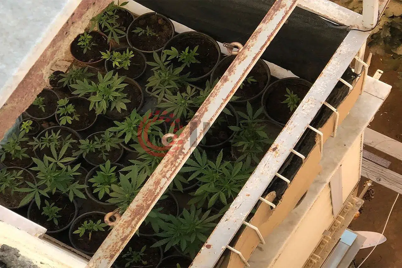 Haftalık denetimde şok eden manzara: Saksıdan çiçek beklerken kenevir çıktı!