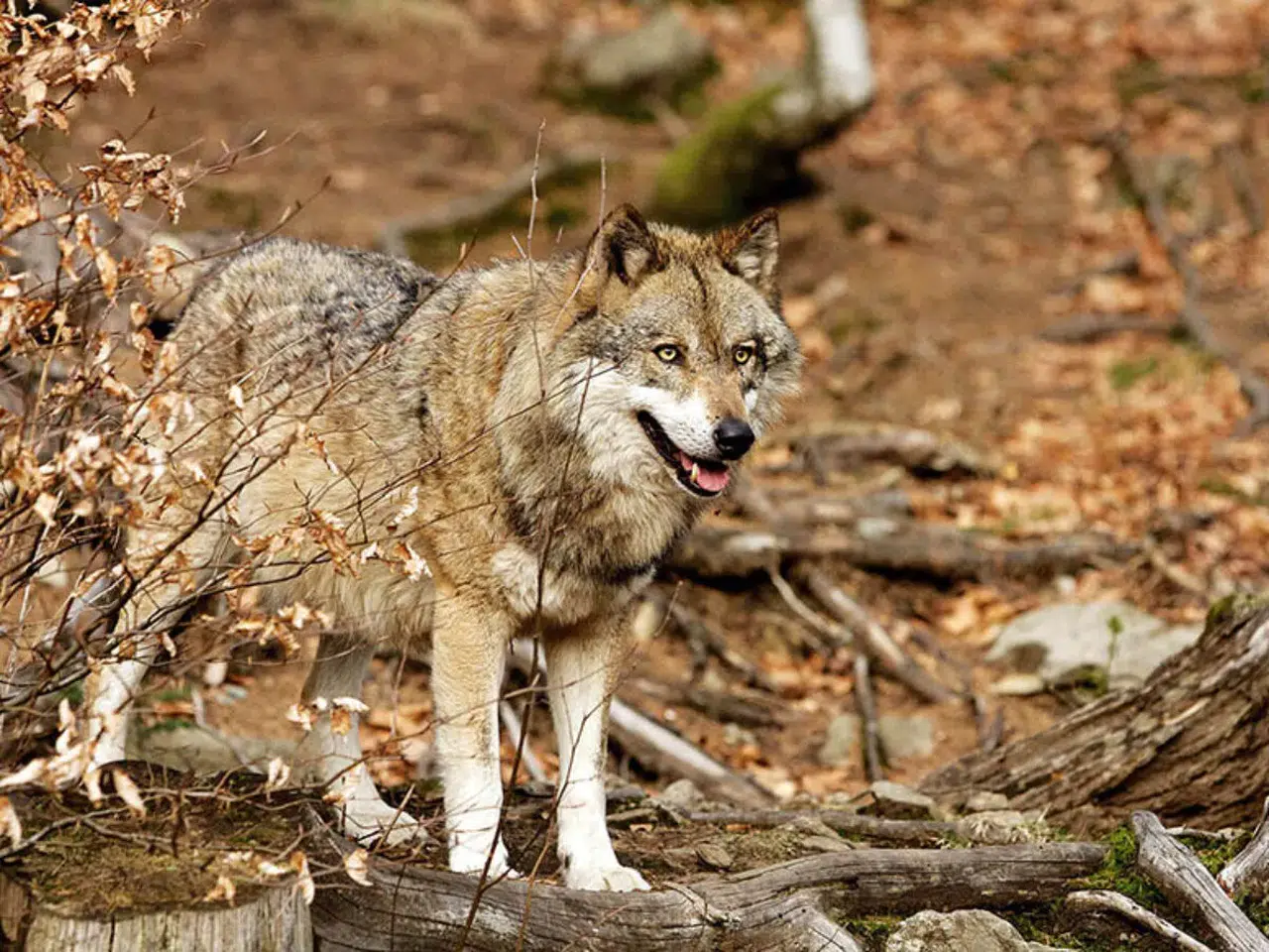 Ayazı beklemeden saldıran kurt dehşet saçtı!