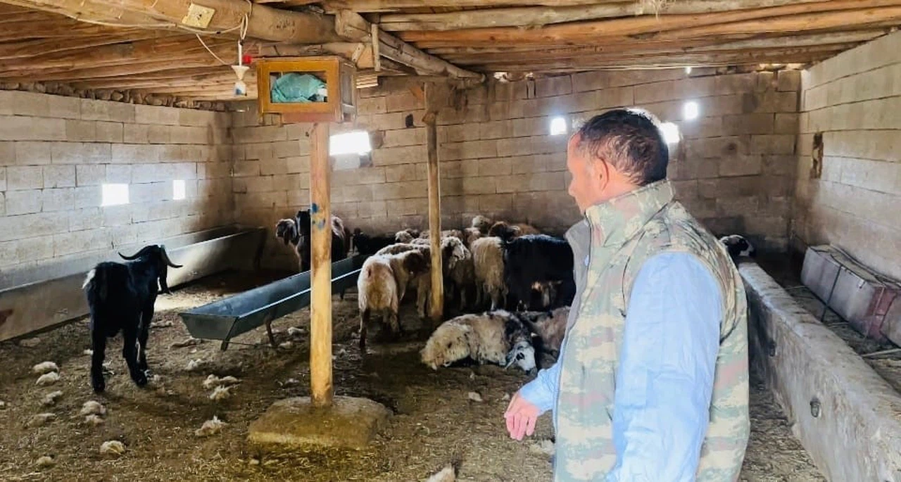 Başıboş köpekler ahırı bastı: Yetkililere acil önlem çağrısı!