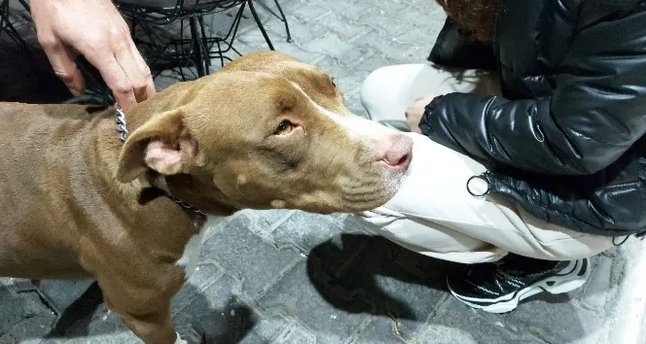 Küçük çocuklara saldırdı! O pitbull karantinaya alındı...