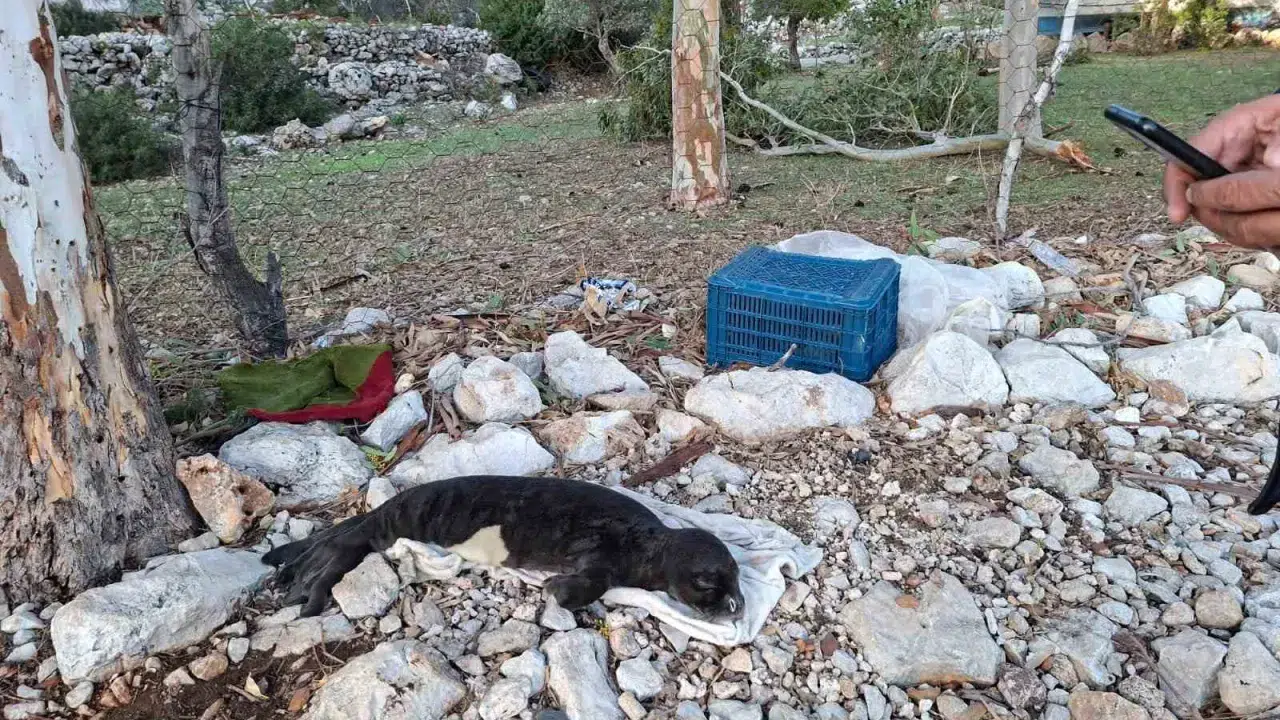 Fırtına kıyıya attı: Serçe Limanı’nda yavru fok kurtarıldı