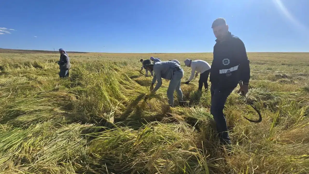 Diyarbakır’ın tescilli Karacadağ pirinci doğal yapısıyla öne çıkıyor