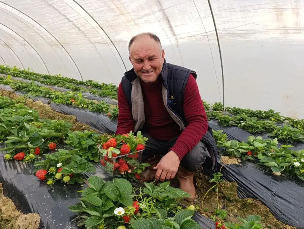 Köprübaşı’nda kış ortasında çilek bereketi: Üretim yoğun ilgi görüyor
