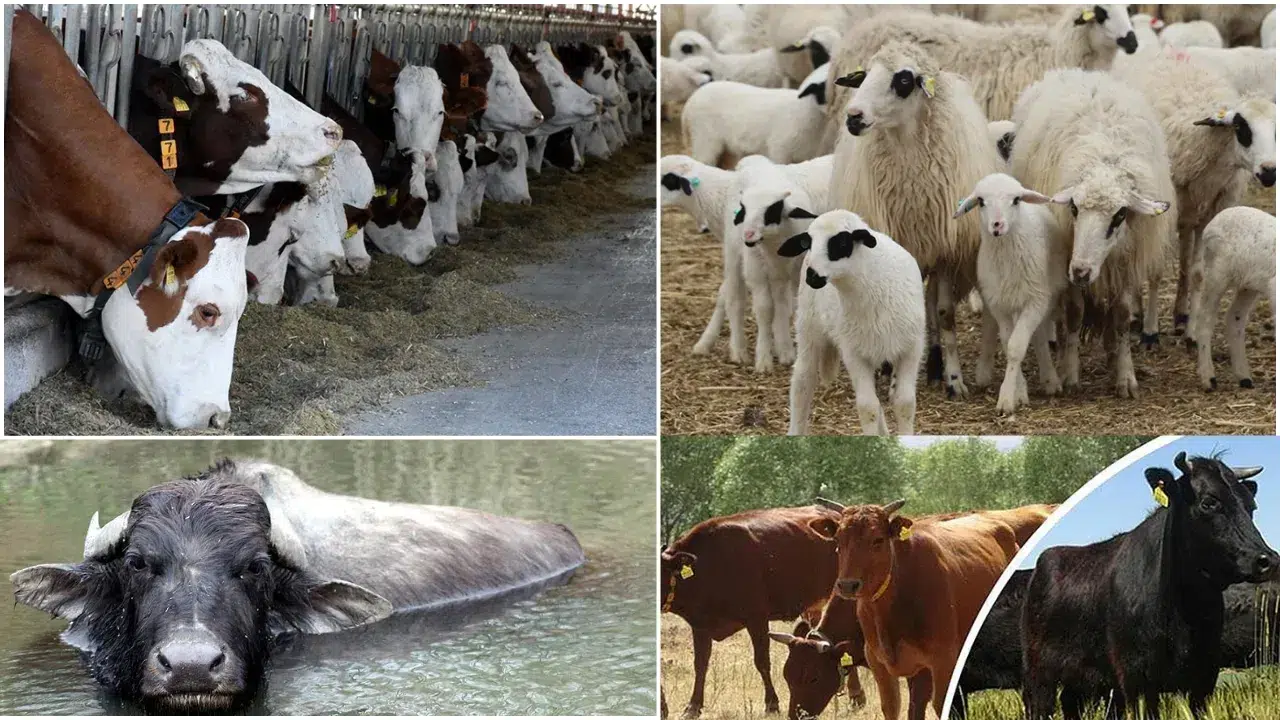 Tarım Bakanlığı’ndan üretimi artıracak 2,7 milyarlık dev yatırım!