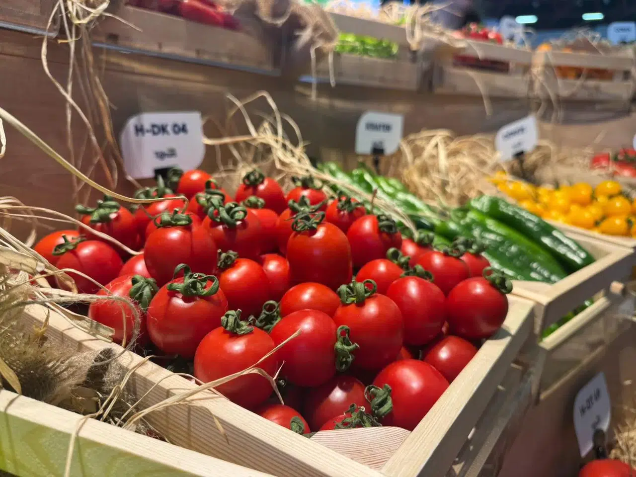 Biber ve salatalık tohumunda Türkiye şaşırtıyor: Yüzde 31 artış!