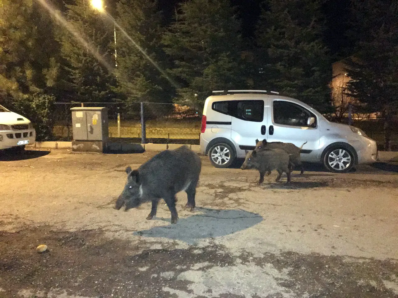Afşin’de yerleşim yerine dayanan domuz sürüsü tedirginlik yarattı!